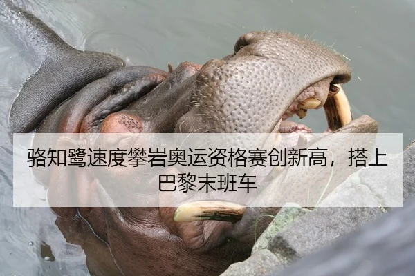 骆知鹭速度攀岩奥运资格赛创新高，搭上巴黎末班车